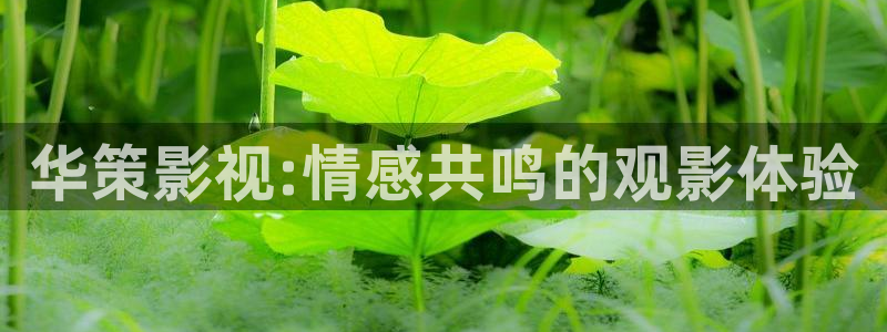 八戒八戒神马影院手机在线观看