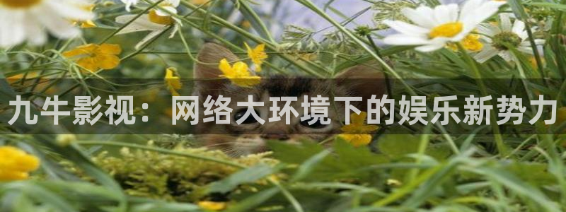 神马影视善良的嫂子：九牛影视：网络大环境下的娱乐新势力